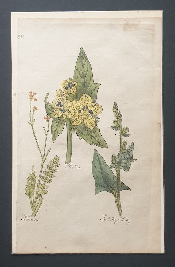 Henbane, Honewort and Good King Henry - Original c1810 Culpeper print