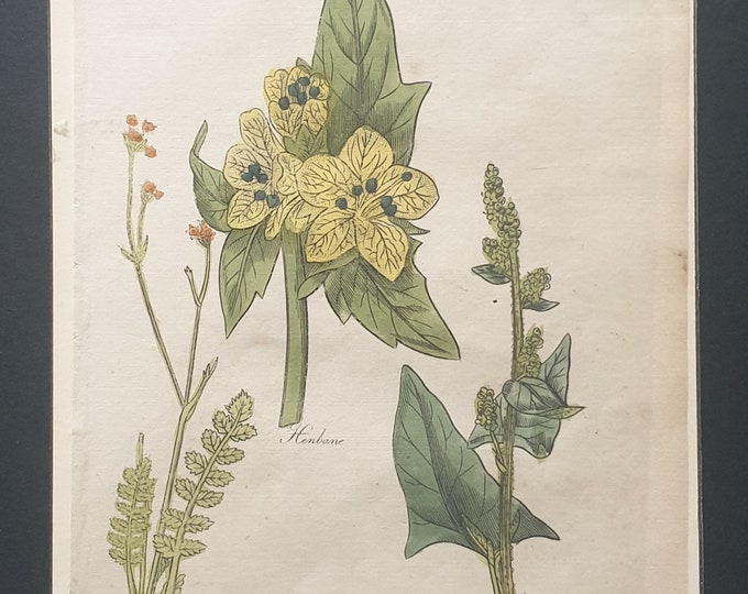 Henbane, Honewort and Good King Henry - Original c1810 Culpeper print