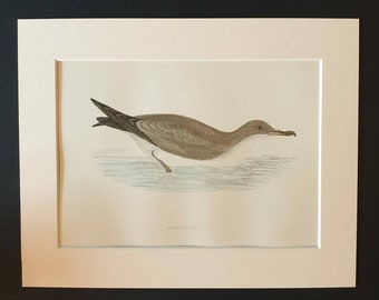 Shearwater - Original 1891 hand coloured bird print in mount