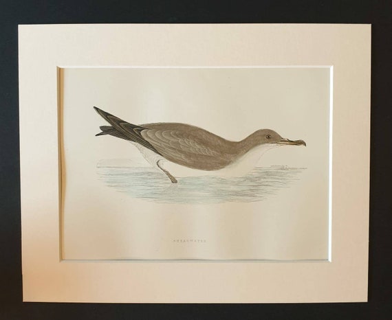 Original 1891 hand coloured bird print in mount - Shearwater