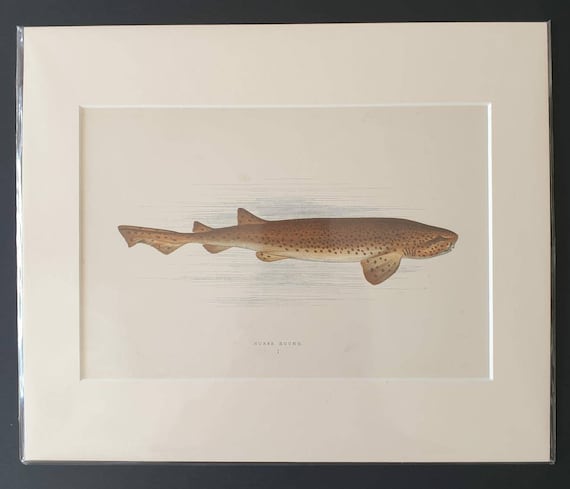 Nurse Hound - Original 1877 'History of the Fishes of the British Islands' print