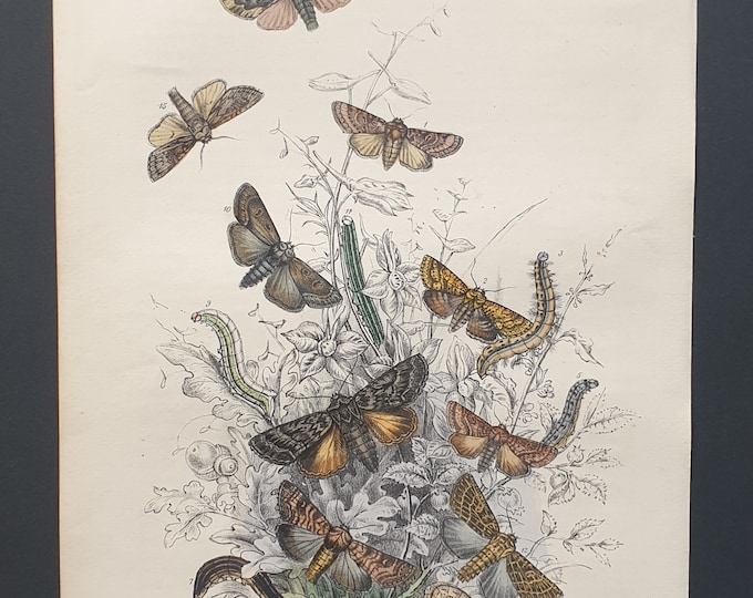 Chestnut Moths and others - Original hand coloured 1860 print