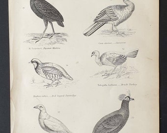 Game Birds - Original c1860's Museum of Natural History print