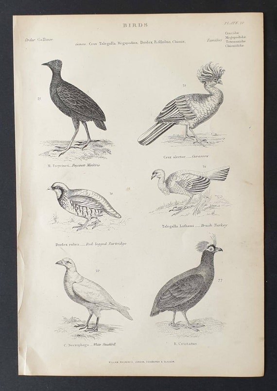 Original c1860's Museum of Natural History print - Game Birds