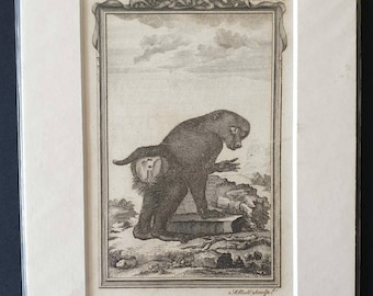 Small Baboon - Original 1812 Buffon print