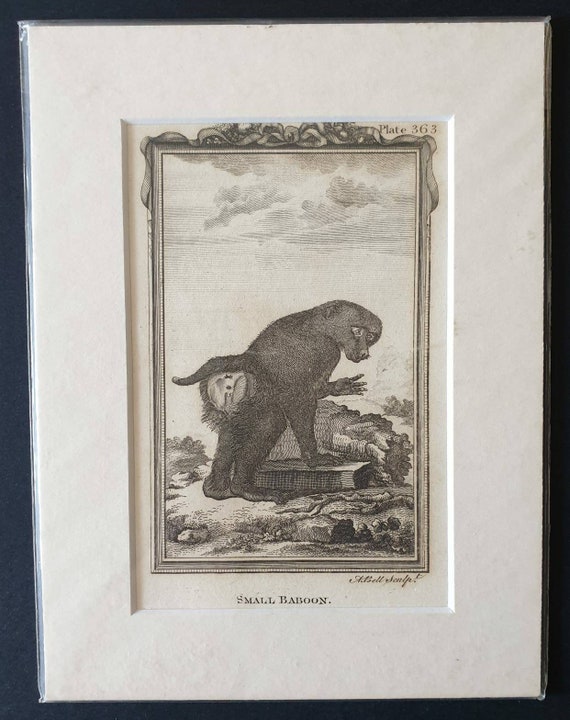 Original 1812 Buffon print - Small Baboon