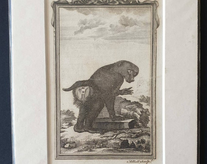Original 1812 Buffon print - Small Baboon
