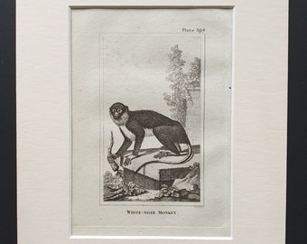 White Nose Monkey - Original 1812 Buffon print in mount