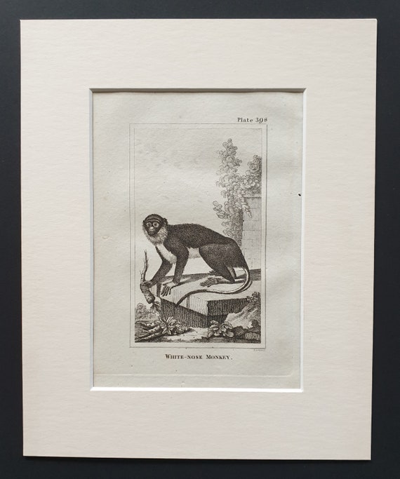 White Nose Monkey - Original 1812 Buffon print in mount