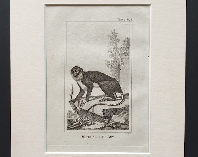 White Nose Monkey - Original 1812 Buffon print in mount