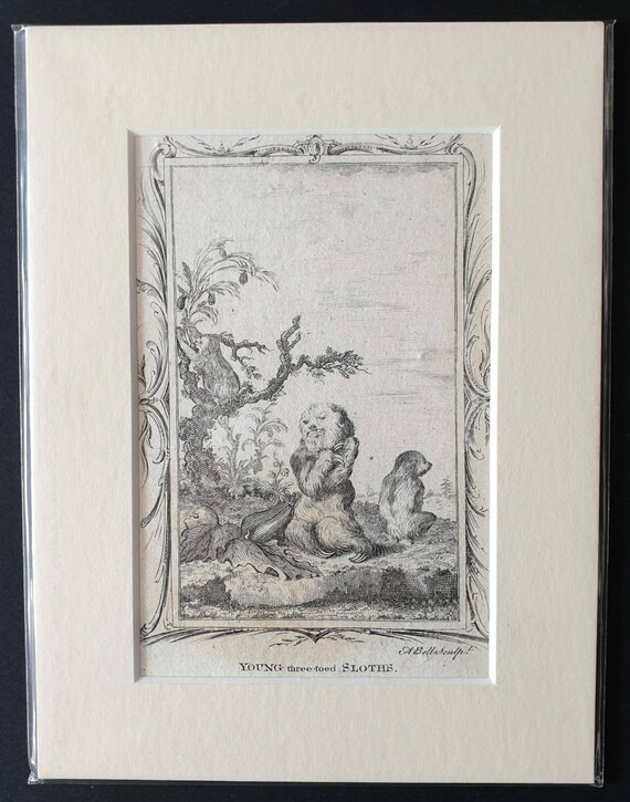 Original 1791 Buffon print - Young three toed Sloths