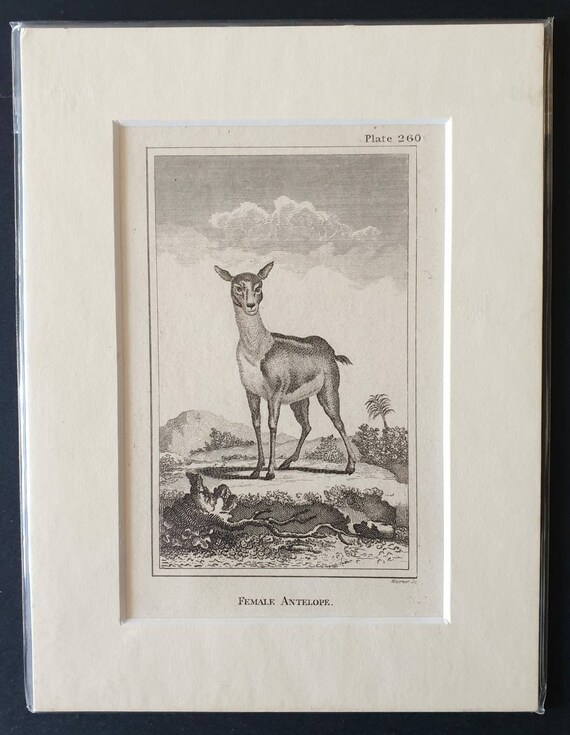 Original 1812 Buffon print - Female Antelope
