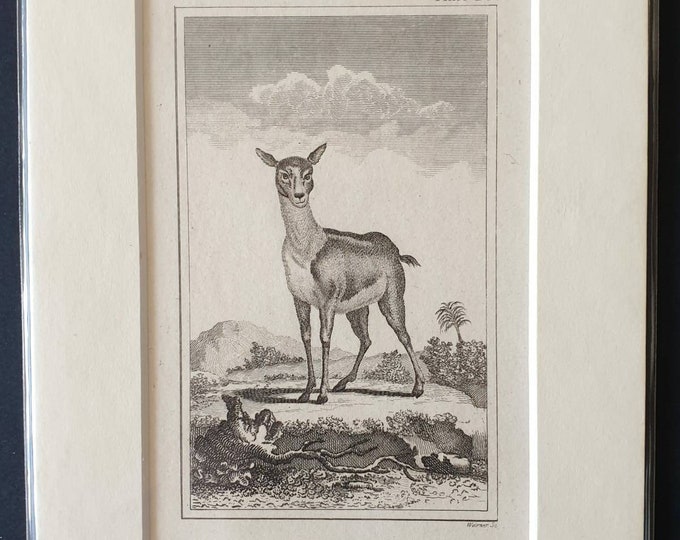 Original 1812 Buffon print - Female Antelope