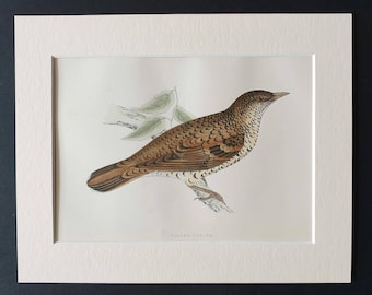 White's Thrush - Original 1891 hand coloured bird print in mount