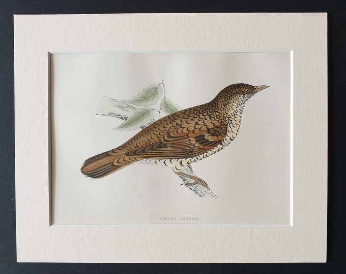Original 1891 hand coloured bird print in mount - White's Thrush