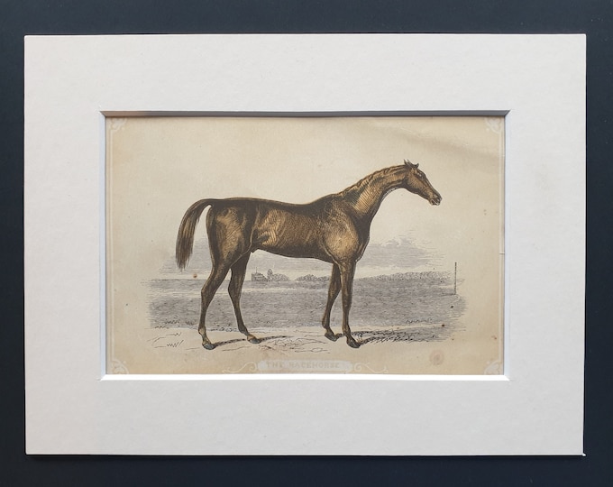 The Racehorse - Original 1851 John Tallis woodblock print