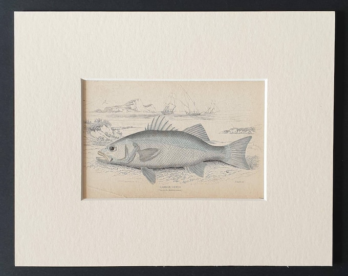 Original 1843 hand coloured fish print in mount - The Basse or Sea Perch
