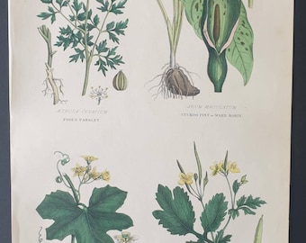 Vegetable Poisons - Original 1877 The Vegetable Kingdom print