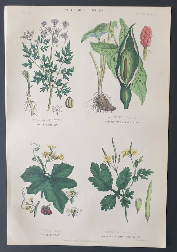 Original 1877 The Vegetable  Kingdom print - Vegetable Poisons