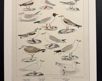 Birds - Plate 62 - Original 1898 Antique Print