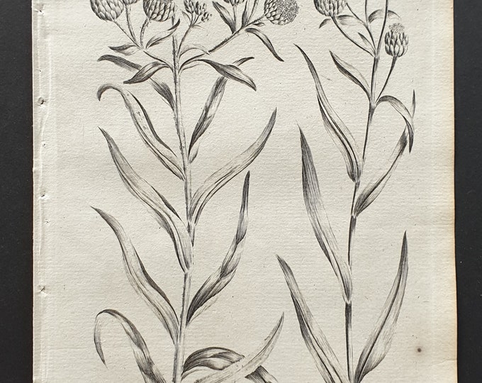 American and Jersey Cudweed - Original 1802 Culpeper engraving (46)