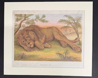 Male African Lion - Original 1898 Antique Print