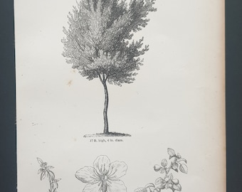 The Common Wild Pear Tree - Original 1844 print