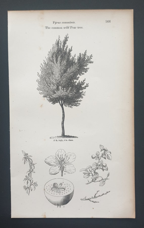 The Common Wild Pear Tree - Original 1844 print