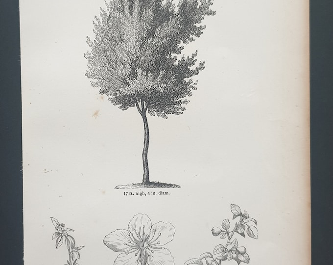 The Common Wild Pear Tree - Original 1844 print