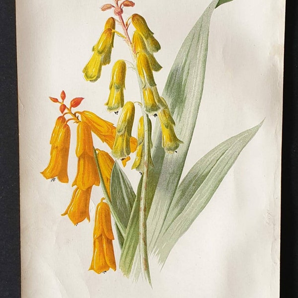 Original 1890 flower print - Lachenalia