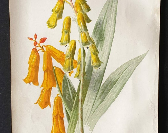 Original 1890 flower print - Lachenalia