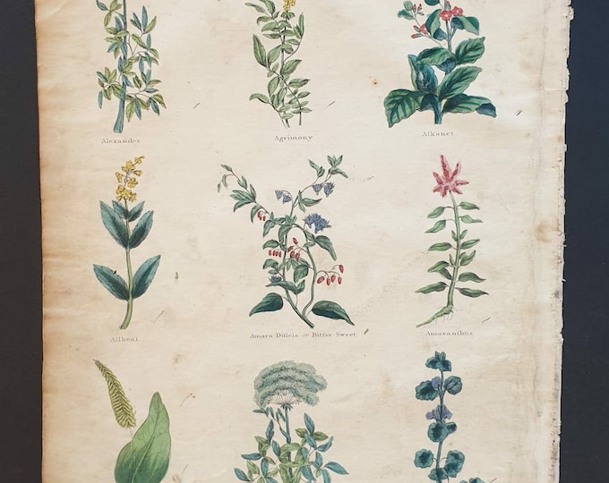 Original hand coloured 1850 Nicholas Culpeper herbal print - Plate 1