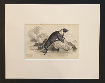 Pennant's Pied Seal - Original 1839 hand coloured print in mount