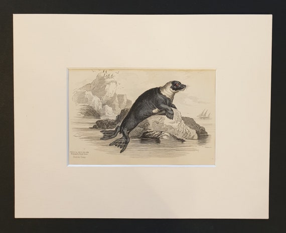 Pennant's Pied Seal - Original 1839 hand coloured print in mount