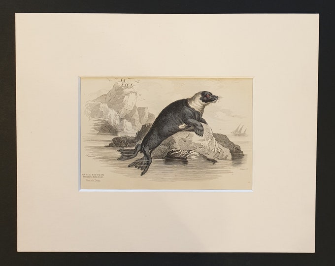 Pennant's Pied Seal - Original 1839 hand coloured print in mount