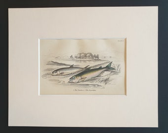 The Vendace, The Argentine - Original c1860 hand coloured fish print in mount