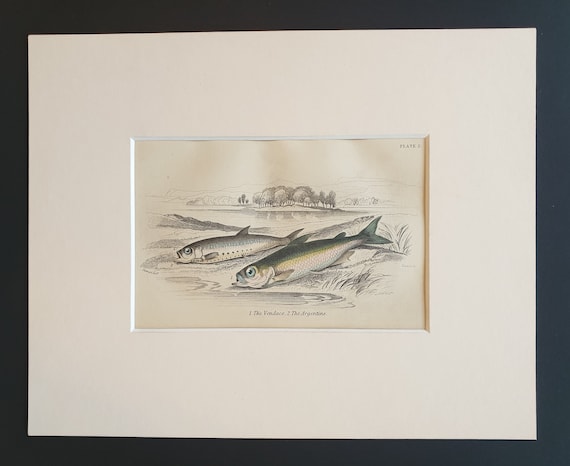 The Vendace, The Argentine - Original c1860 hand coloured fish print in mount