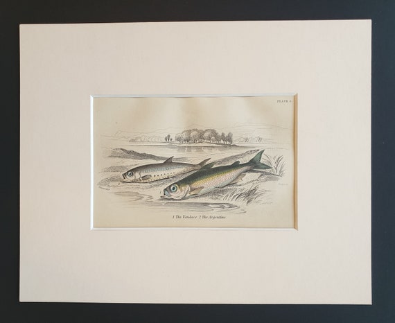 The Vendace, The Argentine - Original c1860 hand coloured fish print in mount