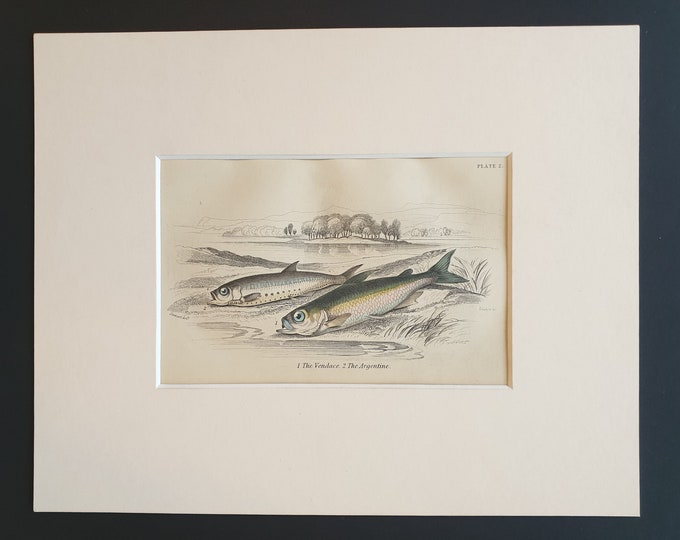 The Vendace, The Argentine - Original c1860 hand coloured fish print in mount