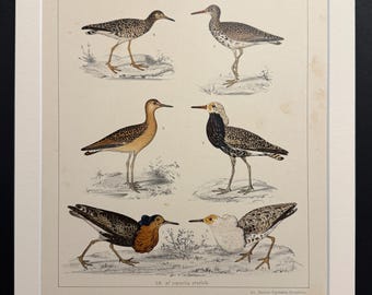 Birds - Plate 46 - Original 1898 Antique Print