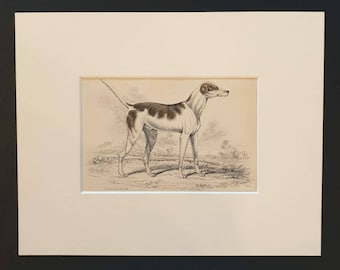 Oriental Hound - Original 1840 hand coloured mammalia print in mount