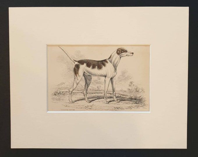 Original 1840 hand coloured mammalia print in mount - Oriental Hound