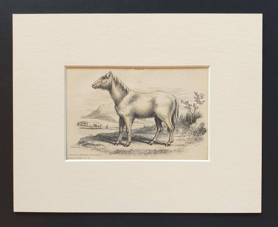 Original 1841 hand coloured print - Villous Horse