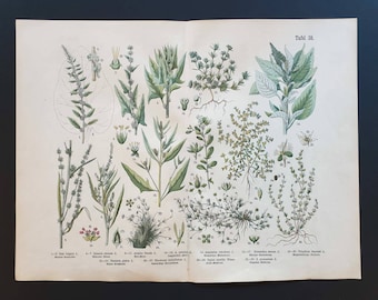 Plate 38 - Original 1888 hand coloured large botanical print