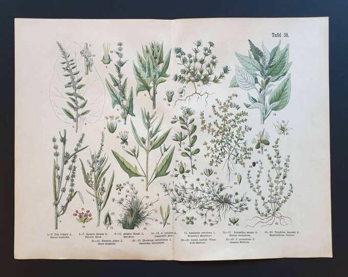 Original 1888 hand coloured large botanical print - Plate 38