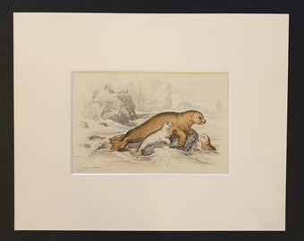 The Hare Like Seal  - Original 1839 hand coloured print in mount