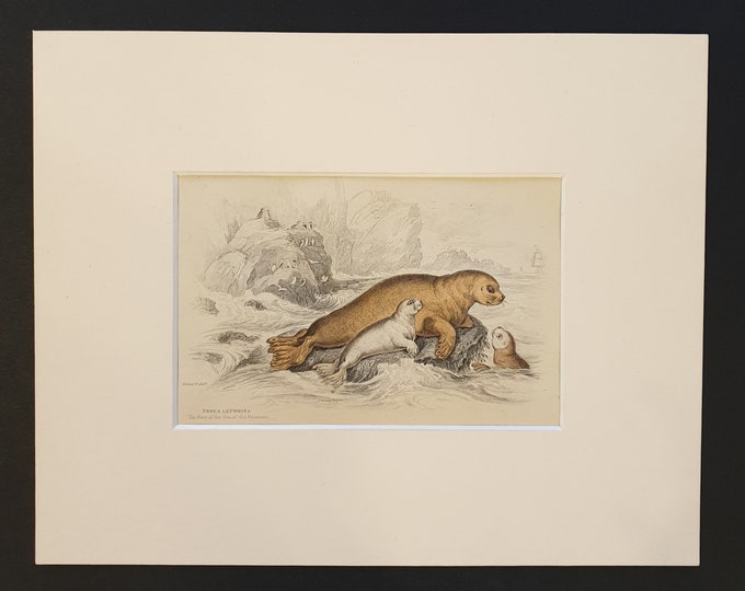 The Hare Like Seal  - Original 1839 hand coloured print in mount