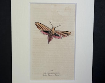 The Elephant Sphinx - Original 1832 Hand Coloured Antique Print