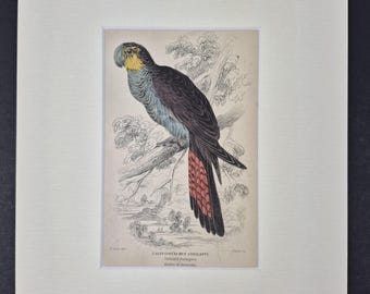 Stellated Geringore - Original c1840 Hand Coloured Parrot in Mount