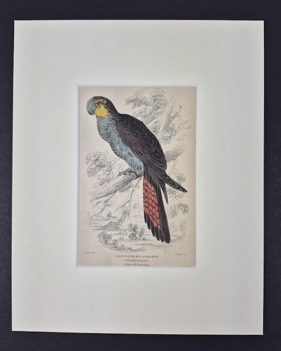 Stellated Geringore - Original c1840 Hand Coloured Parrot in Mount